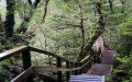 Correntoso Access Area - Alerce Andino National Park