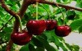 Frutos de Rapel