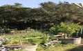 VIVERO BOSQUE ANTIGUO | Plantas para el cambio climático
