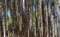 Chiloe | Consultora Forestal Sur Consultores