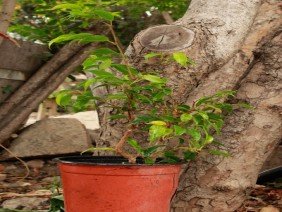 VIVERO BOSQUE ANTIGUO | Plantas para el cambio climático - Photo 2