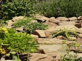 VIVERO BOSQUE ANTIGUO | Plantas para el cambio climático - Photo 6