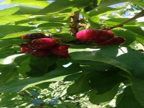 Frutos de Rapel - Photo 0