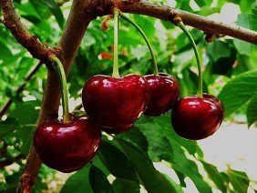 Frutos de Rapel - Photo 2