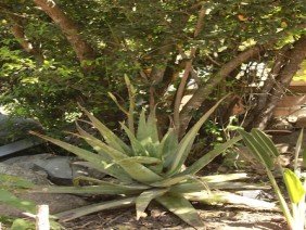VIVERO BOSQUE ANTIGUO | Plantas para el cambio climático - Photo 5