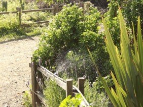 VIVERO BOSQUE ANTIGUO | Plantas para el cambio climático - Photo 3