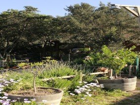 VIVERO BOSQUE ANTIGUO | Plantas para el cambio climático - Photo 7