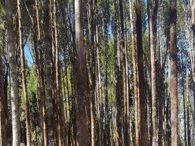 Chiloe | Consultora Forestal Sur Consultores - Photo 2