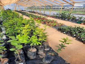 Vivero casa planta chile - Photo 4