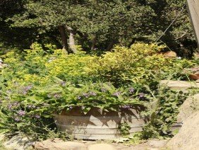 VIVERO BOSQUE ANTIGUO | Plantas para el cambio climático - Photo 0